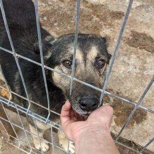 DARIUS - RBB 18.05.2021