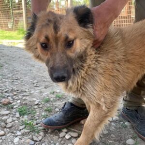 LOWIS - reserviert Tierhilfe Lebenswert DR - vermittelt