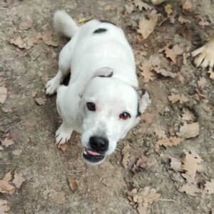 INUU - reserviert IH DR - vermittelt