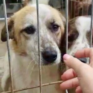 SNOWFLAKE - reserviert Tierhilfe Lebenswert DR - vermittelt