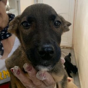 DAISY - reserviert Tierhilfe Lebenswert DR - vermittelt