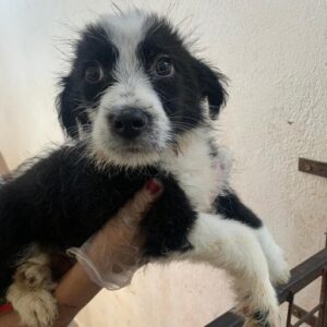 KUMI - reserviert Tierhilfe Lebenswert DR - vermittelt