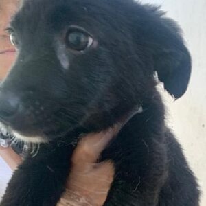 COSIE - reserviert Hundescheune Fläming - vermittelt