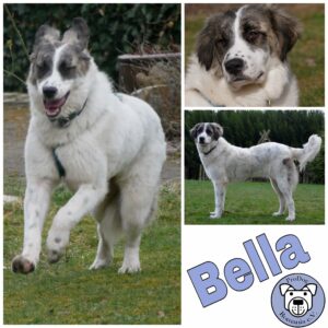 Bella in 21493 Möhnsen *vermittelt*