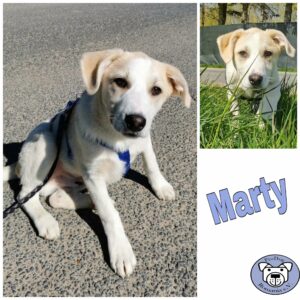 Marty in 18311 Ribnitz-Damgarten - vermittelt