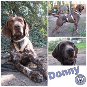 Donny in 76448 Durmersheim - vermittelt