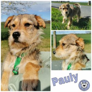 Pauly in 18311 Ribnitz-Damgarten - vermittelt