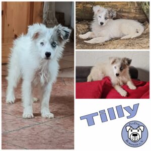 Tilly in 97440 Werneck *vermittelt*