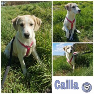 Cailla in 18311 Ribnitz-Damgarten