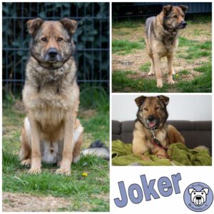 Joker in 56295 Lonnig *vermittelt*