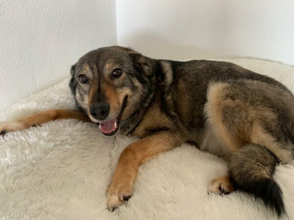 Sasony in 72227 Egenhausen – Bild 11