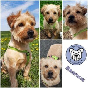 Rasmus in 18311 Ribnitz-Damgarten - vermittelt