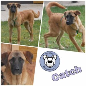 Catch in 21521 Dassendorf - vermittelt