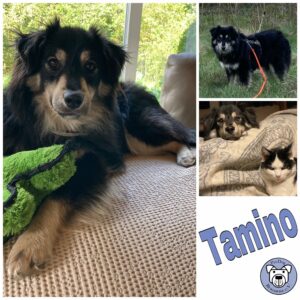 Tamino in 27628 Hagen im Bremischen *vermittelt*