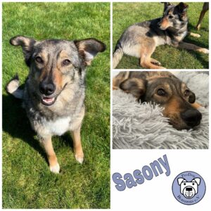 Sasony in 72227 Egenhausen