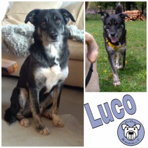 Luco in in 78089 Unterkirnach *vermittelt*