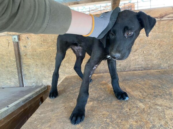 PEPPER - auf Pflegestelle in PLZ 5 *vermittelt* – Bild 3