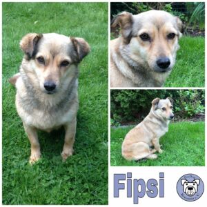 Fipsi in 59387 Herbern - vermittelt