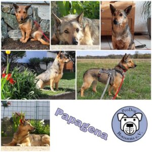 Papagena in 76771 Hördt