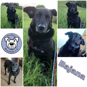 Bajana in 96052 Bamberg *vermittelt*