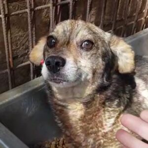 SPOCKI - reserviert Tierhilfe Lebenswert DR - vermittelt