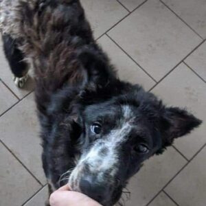 TRONTE - RBB 09/2021