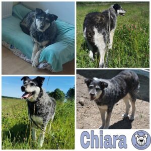 Chiara in 18311 Ribnitz-Damgarten *vermittelt*