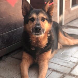 HANNO - vermisst 04/2023