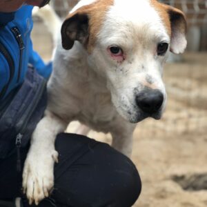 HALEV - reserviert Manuela vermittelt