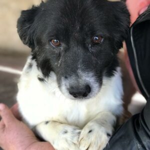 FRAGGLE - auf Pflegestelle in PLZ 1 - vermittelt