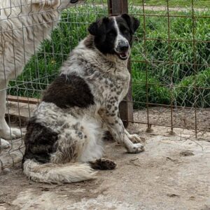 FLÖCKCHEN lebt im Open Shelter Baile Herculane - RBB 07/2023