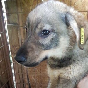 PEACHE - reserviert Tierhilfe Lebenswert DR - vermittelt