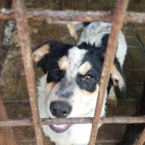 LAYLA - reserviert Tierhilfe Lebenswert DR - vermittelt