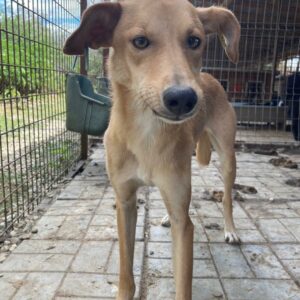 SMILLA - auf Pflegestelle in PLZ 2 - vermittelt