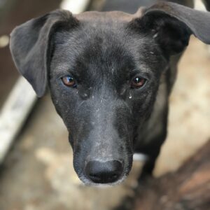 LAMINA - reserviert TH Koblenz - vermittelt