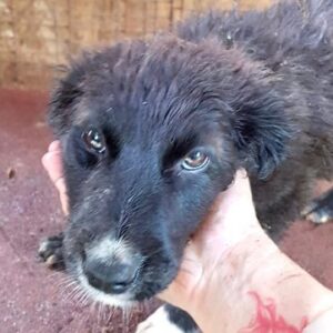 NAMIKA - reserviert Tierhilfe Lebenswert DR - vermittelt