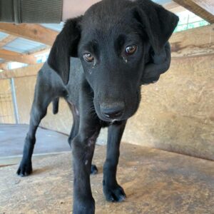 PEPPER - auf Pflegestelle in PLZ 5 *vermittelt*