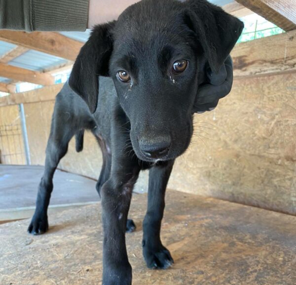 PEPPER - auf Pflegestelle in PLZ 5 *vermittelt*