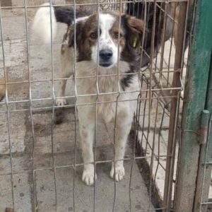 NOAH - reserviert Tierhilfe Lebenswert DR - vermittelt