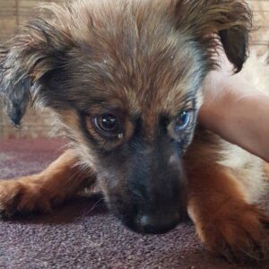 TICO - auf einem Auge blind - reserviert Tierhilfe Lebenswert DR - vermittelt