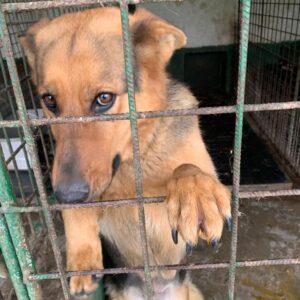 SHILA - reserviert TINO - vermittelt