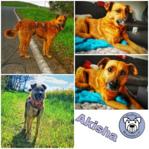 Akisha in 55568 Lauschied - vermittelt