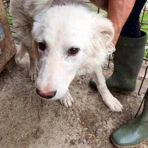 DINA - reserviert Tierhilfe Lebenswert DR - vermittelt