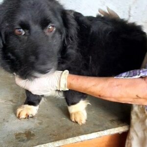 JYTTE - reserviert Tierhilfe Lebenswert DR - vermittelt