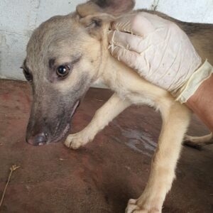 FELINA - bereits unsicher! - reserviert Tierhilfe Lebenswert DR - vermittelt