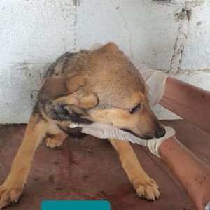 SHY - reserviert Tierhilfe Lebenswert DR - vermittelt