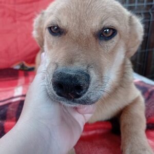 ELLIS - reserviert Alexandra - vermittelt