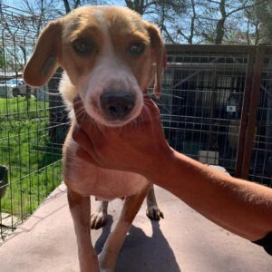 DONNA - reserviert IH DR - vermittelt