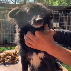 WUPPY - reserviert Tierhilfe Lebenswert DR - vermittelt