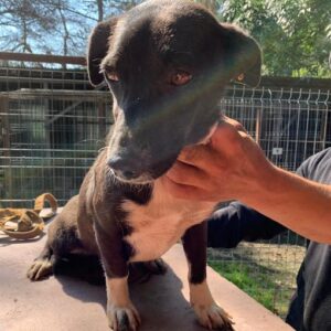 AMBER - reserviert - Tierhilfe Lebenswert DR - vermittelt